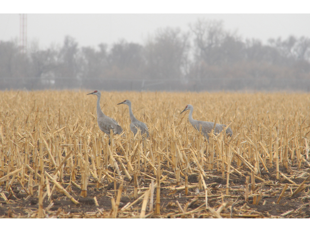Three cranes in cornfield